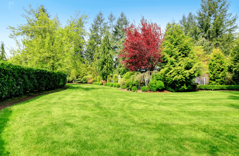 YARD CLEANUP
